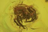 Detailed Fossil Spider (Aranea) & Insect In Baltic Amber #87113-1
